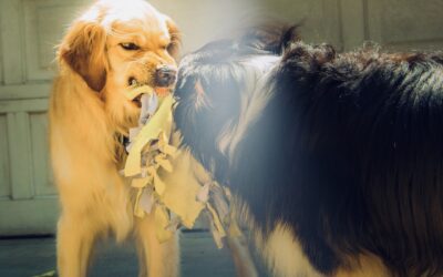 NJ Dog Attack Law: Will A Dog Be Put To Sleep for Biting Someone?