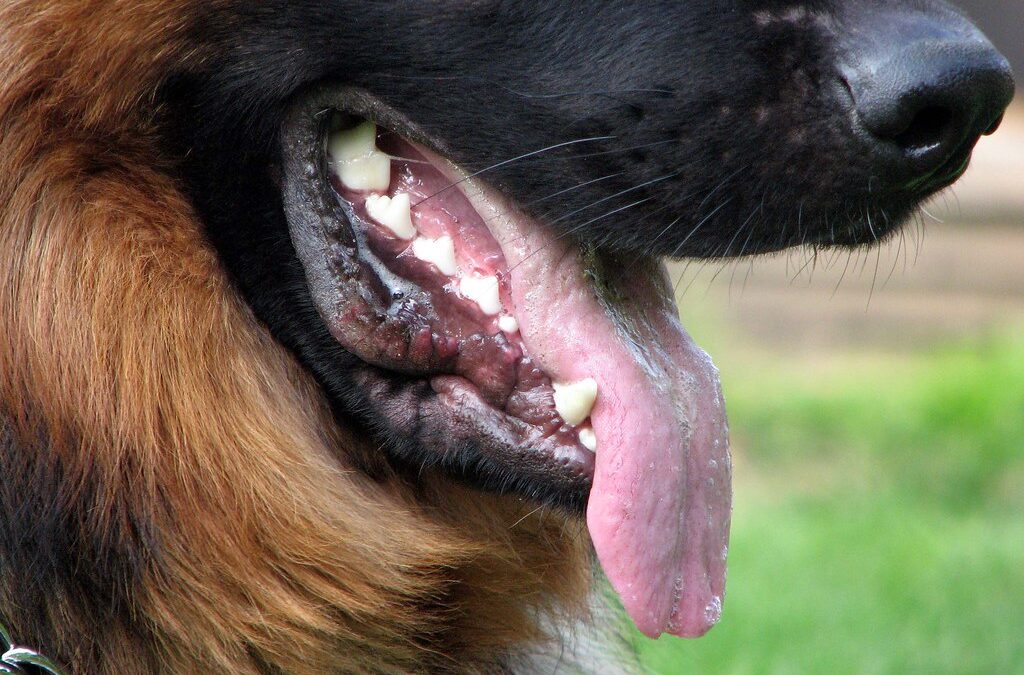 Do You Have a Case if You Were Attacked by a Dog While Making a DoorDash, Uber Eats, Amazon, or other Ride Share Delivery?