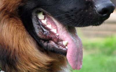 Do You Have a Case if You Were Attacked by a Dog While Making a DoorDash, Uber Eats, Amazon, or other Ride Share Delivery?