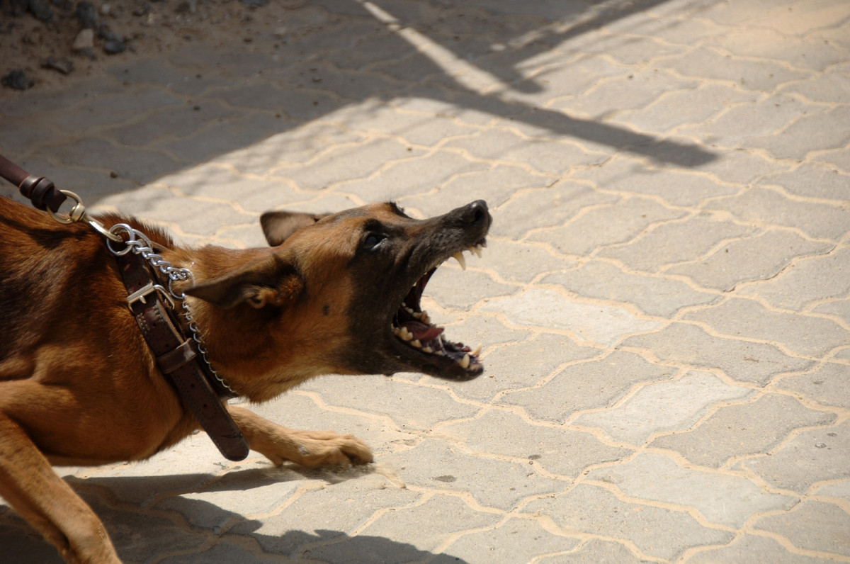 dog_attack_aggressive_anger_bite_angry_shepherd_service-863621.jpg!d